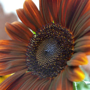 Brown Sunflower Seeds