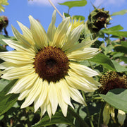 Buttercream Sunflower Seeds