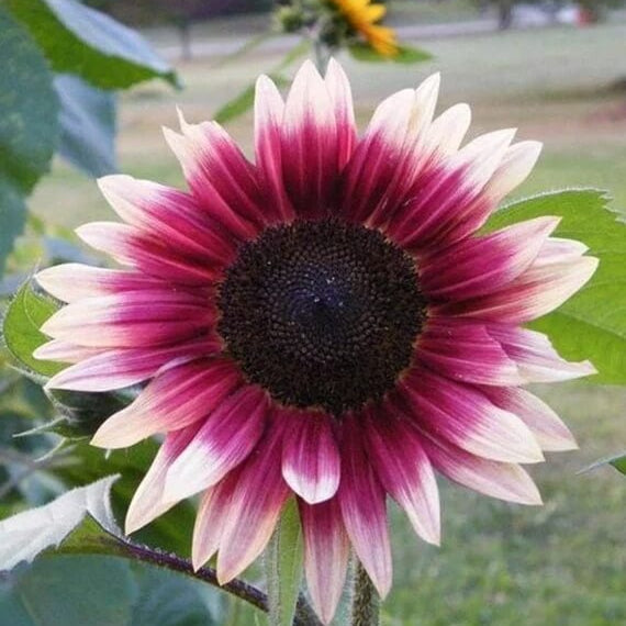 Cherry Rose Sunflower Seeds
