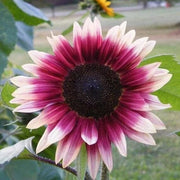 Cherry Rose Sunflower Seeds