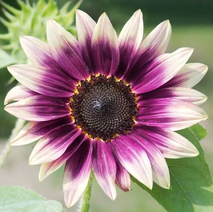Cream Violet Sunflower Seeds
