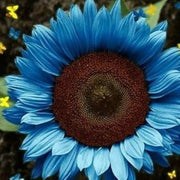 Dark Blue Sunflower Seeds