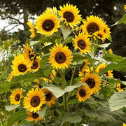 Sunflower Seeds, Helianthus annuus