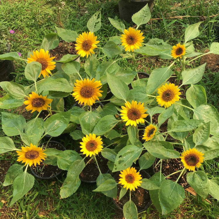 Sunflower Seeds, Helianthus annuus