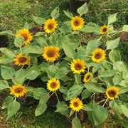 Sunflower Seeds, Helianthus annuus
