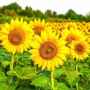 Sunflower Seeds, Helianthus annuus