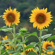 Sunflower Seeds, Helianthus annuus
