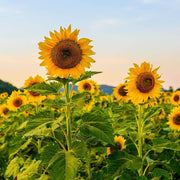 Sunflower Seeds, Helianthus annuus