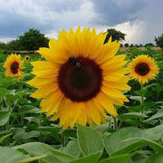 Sunflower Seeds, Helianthus annuus