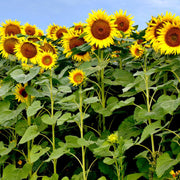 Sunflower Seeds, Helianthus annuus