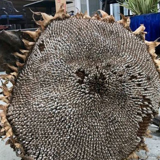 Gray Giant Sunflower Seeds