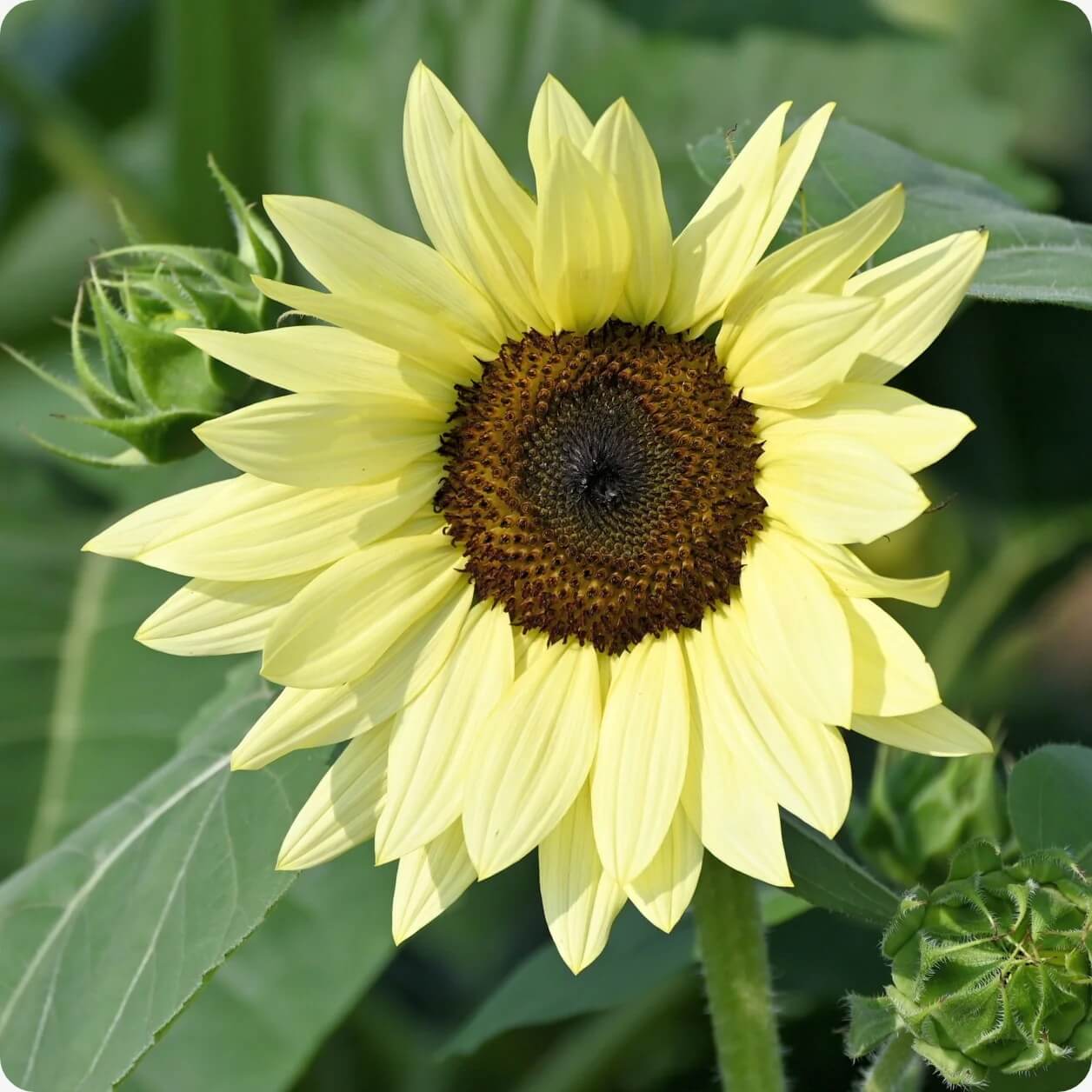 Lemon Sunflower Seeds
