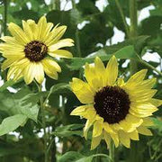 Lemon Sunflower Seeds
