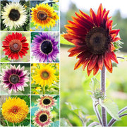 Mix Sunflower Seeds