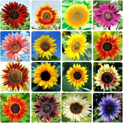 Mix Sunflower Seeds