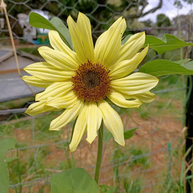 Moonwalker Sunflower Seeds