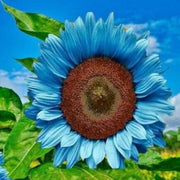 Ocean Blue Sunflower Seeds