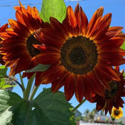 Orange Mini Sunflower Seeds
