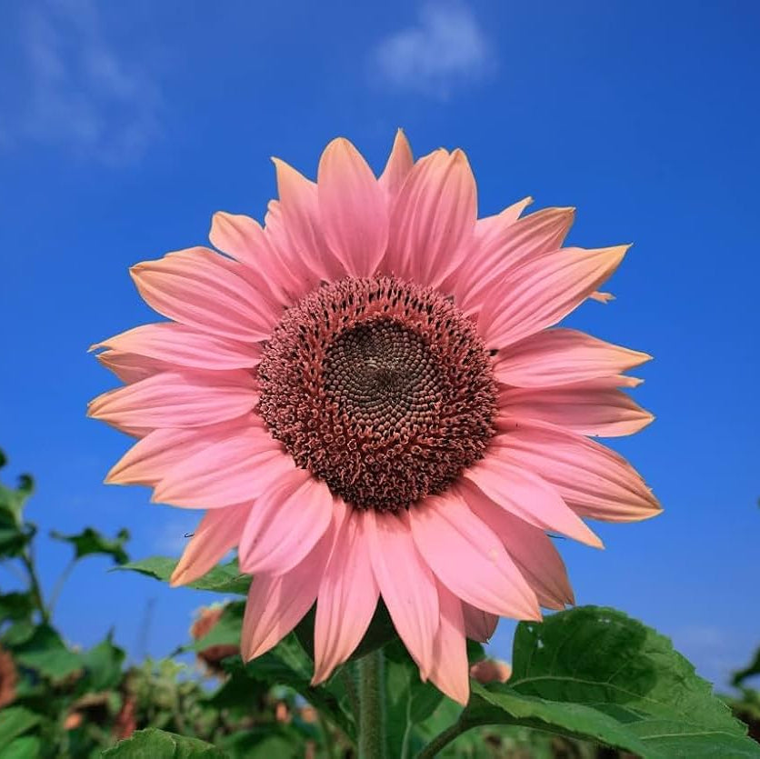 Pink Sunflower Seeds