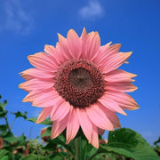 Pink Sunflower Seeds