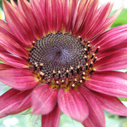 Pink Mini Sunflower Seeds