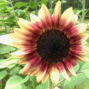 Pink Mix Sunflower Seeds