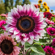 Pink and White Sunflower Seeds