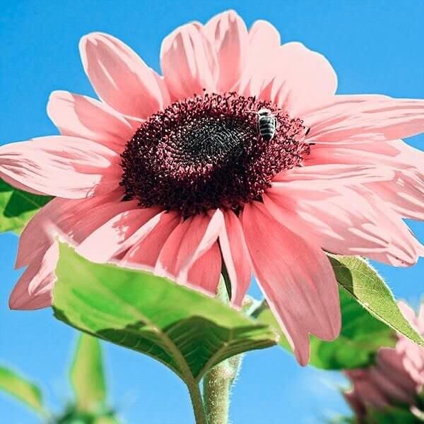Premium Pink Sunflower Seeds