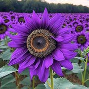 Purple Sunflower Seeds