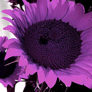 Purple Mini Sunflower Seeds