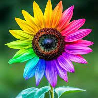 Rainbow Sunflower Seeds