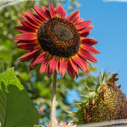 Red Sunflower Seeds