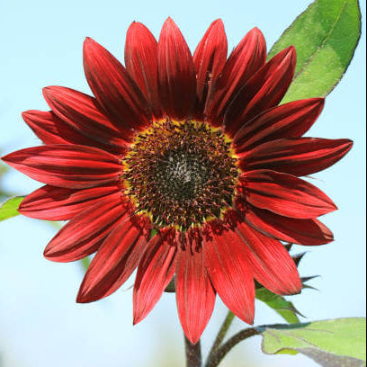 Red Mini Sunflower Seeds