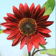 Red Mini Sunflower Seeds