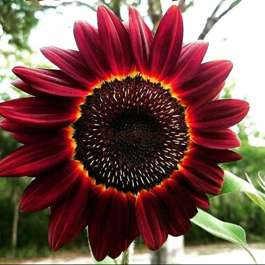 Red Moulin Sunflower Seeds