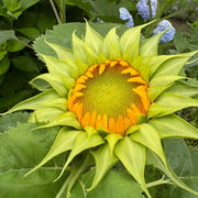 Sea Green Sunflower Seeds
