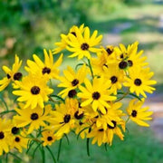 Swamp Sunflower Seeds