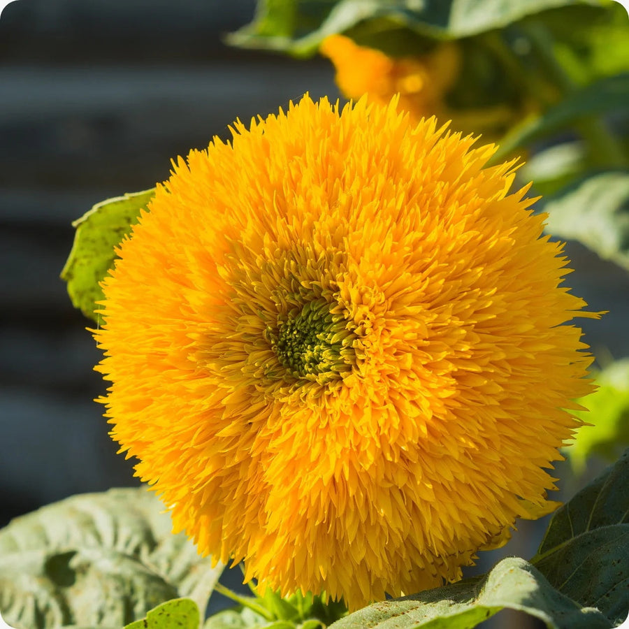 Teddy Bear Sunflower Seeds
