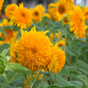 Teddy Bear Dwarf Sunflower Seeds