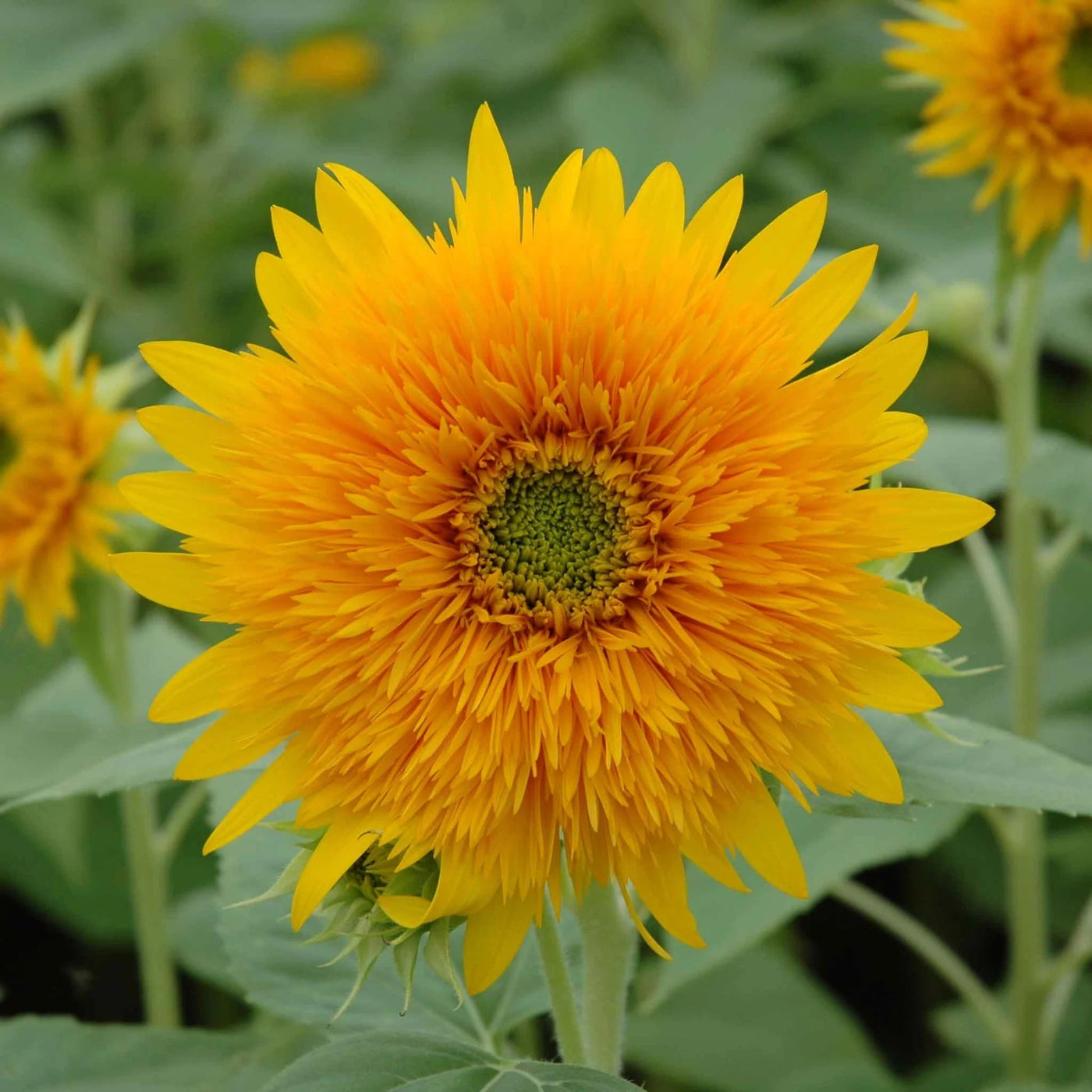 Thick Sunflower Seeds
