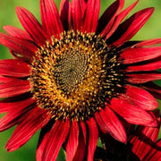 Thick Red Sunflower Seeds