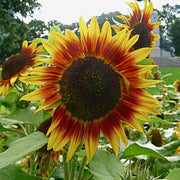 Thick Yellow Red Sunflower Seeds