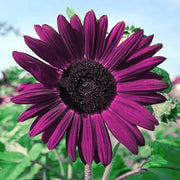 Violet Sunflower Seeds