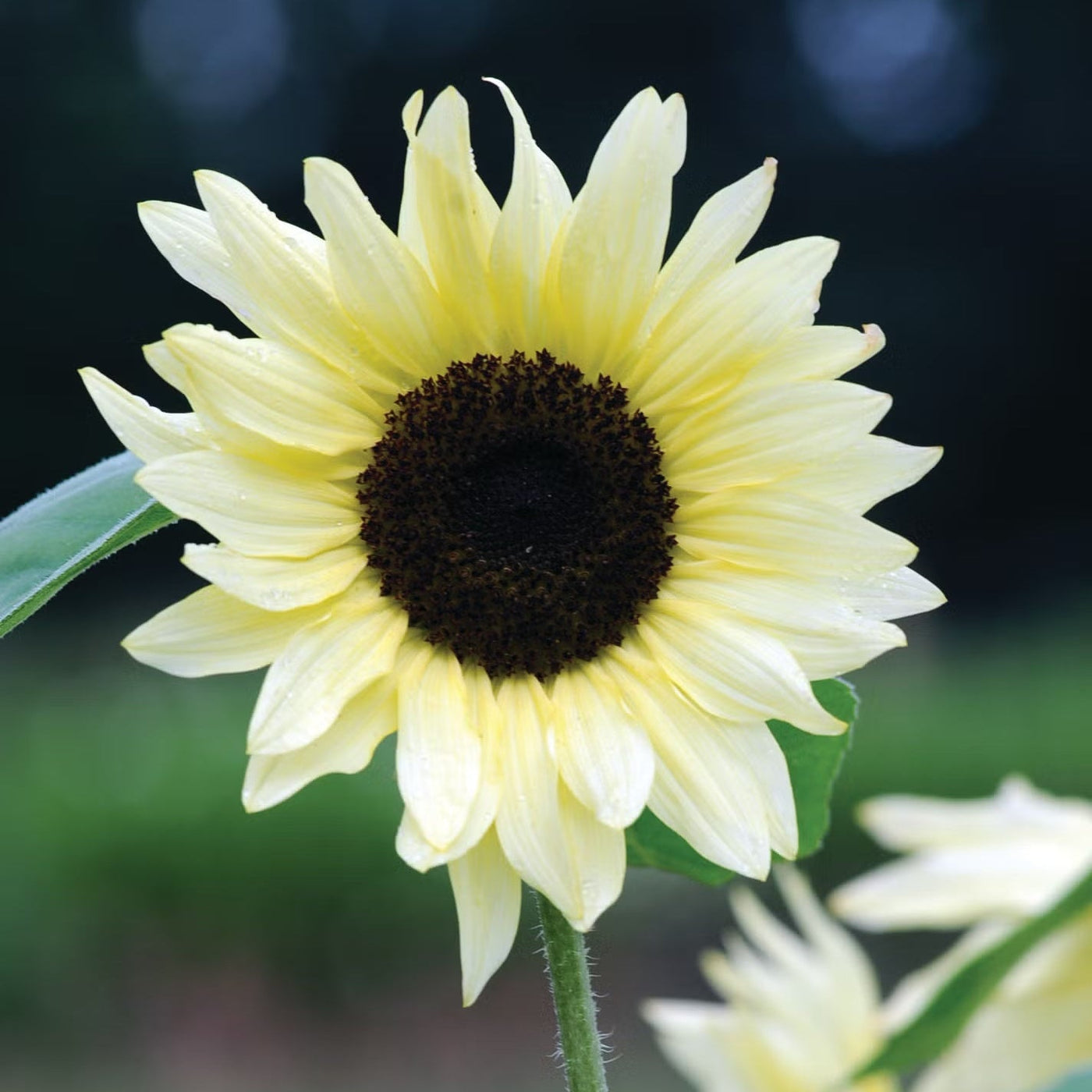 White Sunflower Seeds