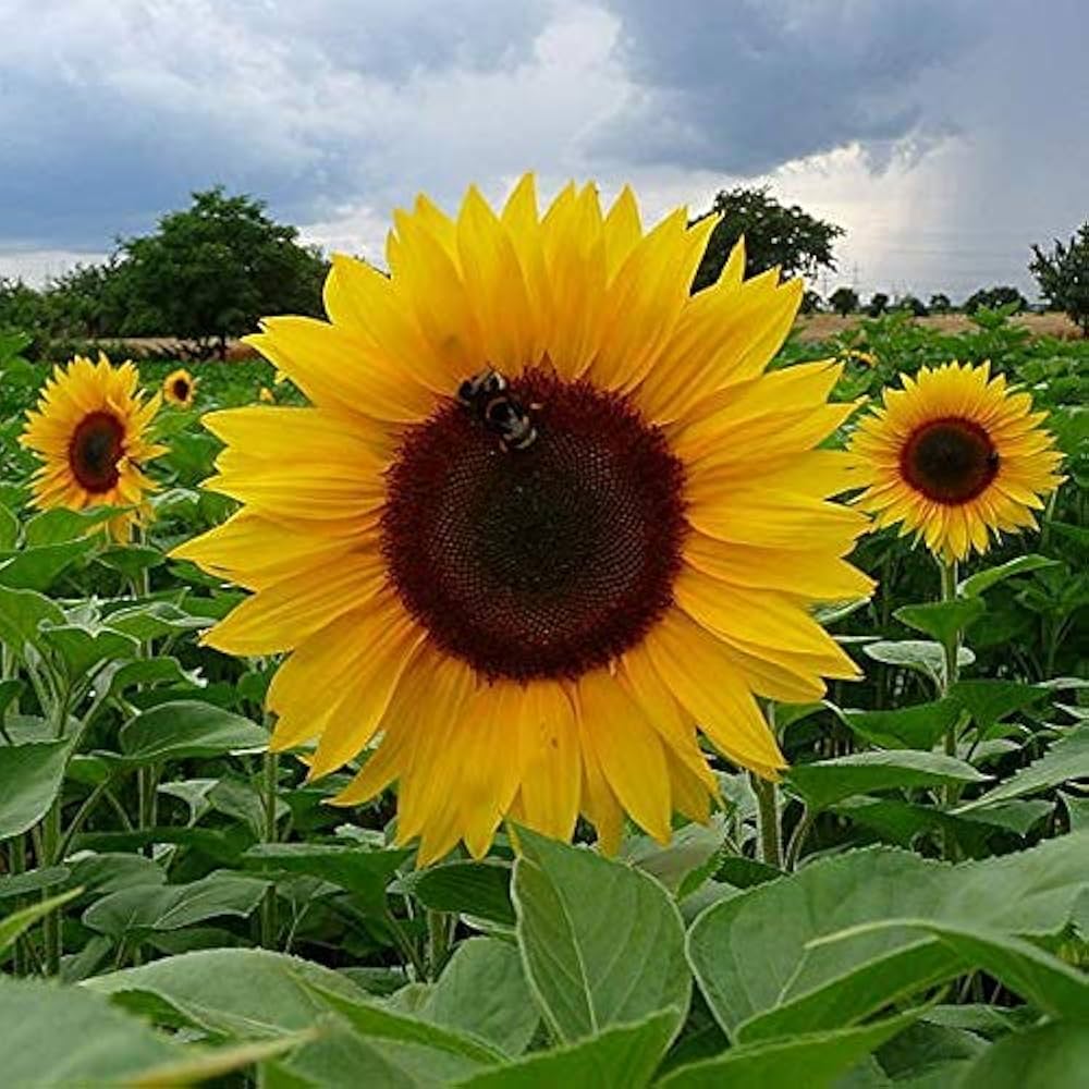 Yellow Sunflower Seeds