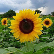 Yellow Sunflower Seeds