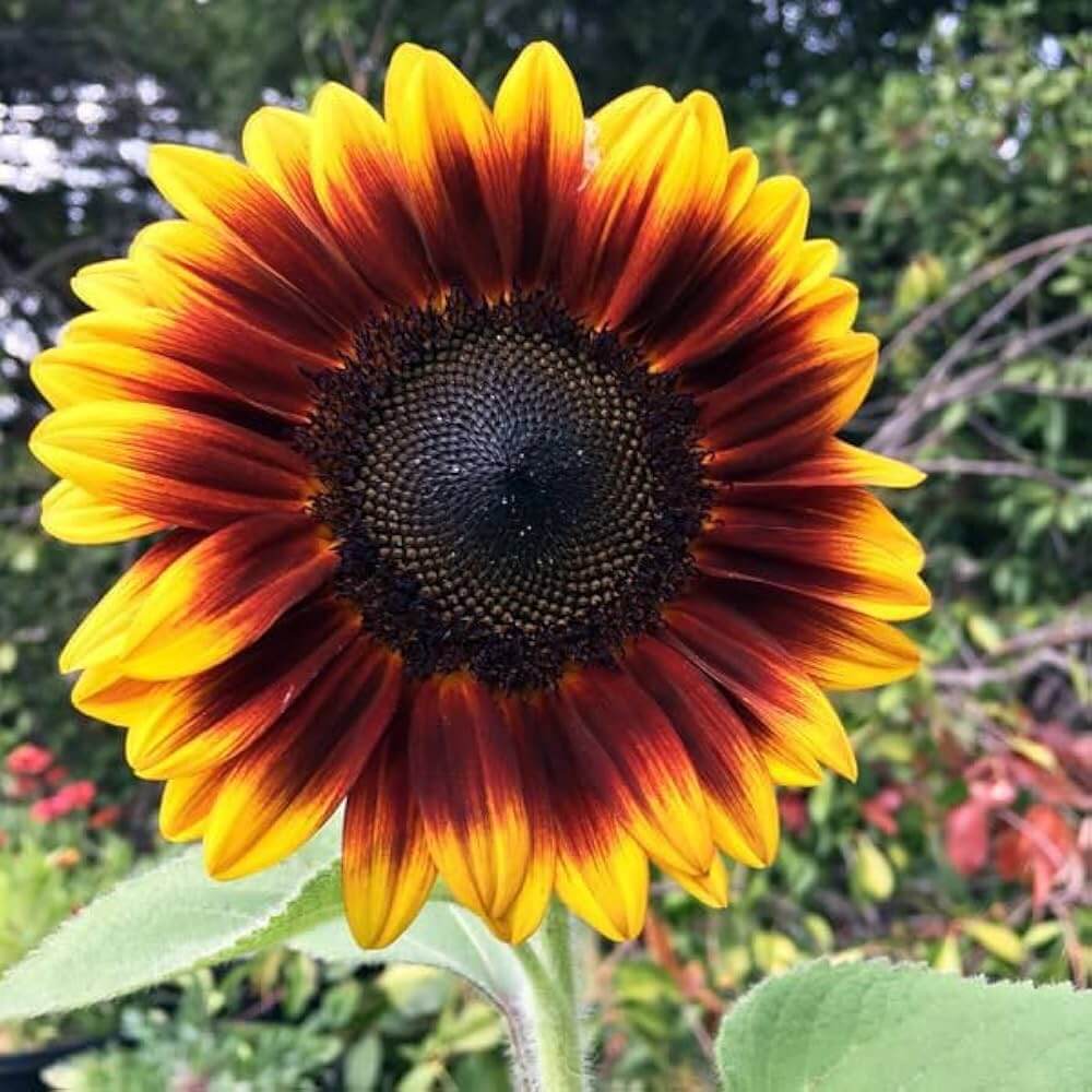 Yellow Brown Sunflower Seeds