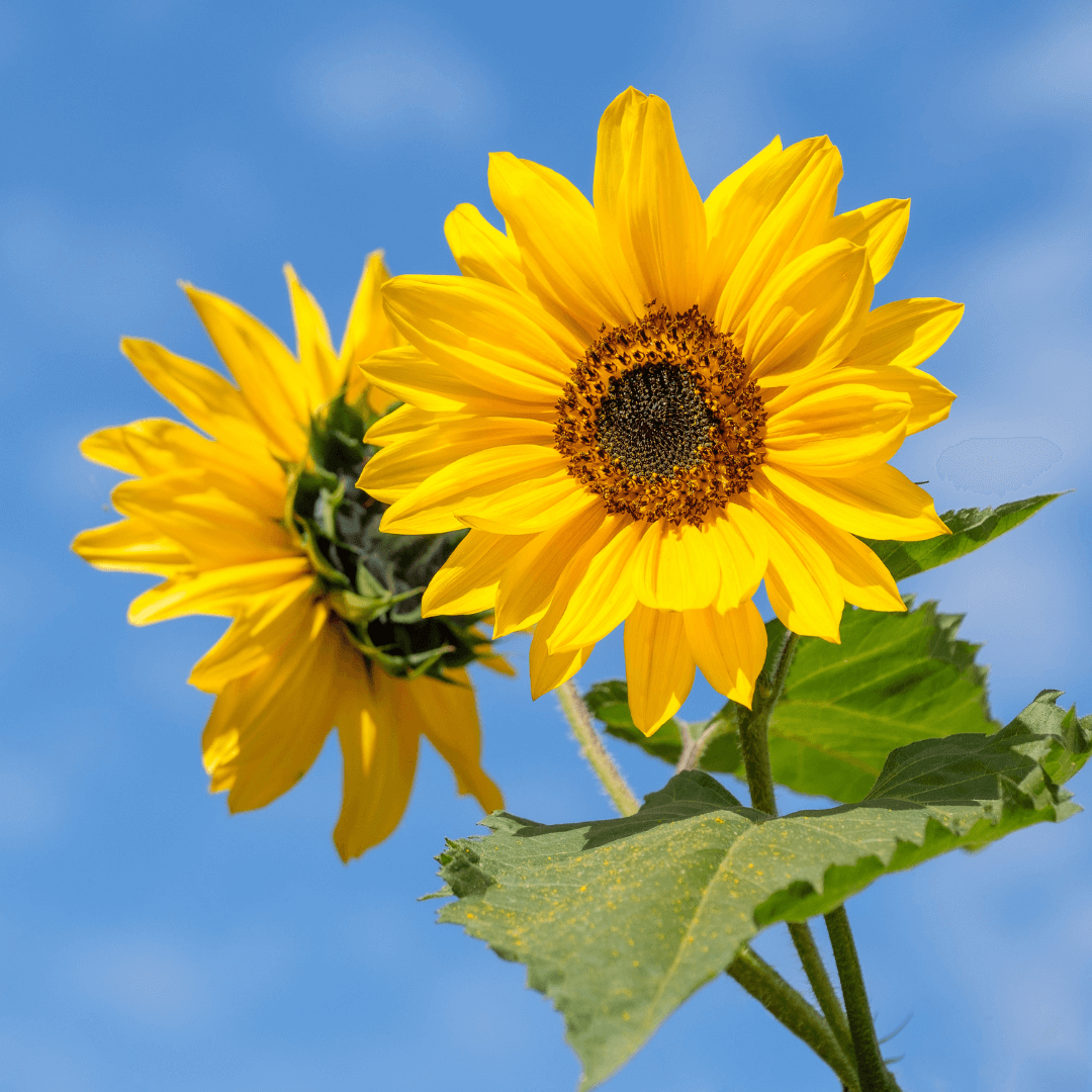 Yellow Orange Sunflower Seeds