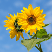 Yellow Orange Sunflower Seeds