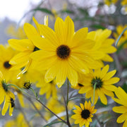 Swamp Sunflower Seeds